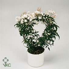 Jasminum Polianthum (clock)