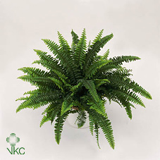 Nephrolepis Sonata