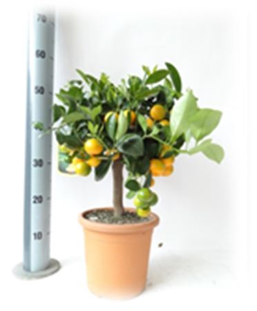 Citrofortunella Calamondin Stam 18/65