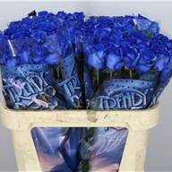 Rose Vendela 70 sm - Rose Vendela Blauw Klbh 70 sm X20