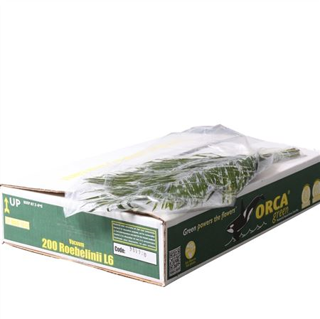 Roebelinii Vac Orca