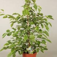 Ficus Be Golden King 17/75 - зображення_viber_2025-03-26_15-14-21-076