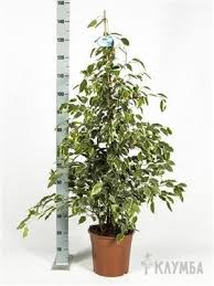 Ficus Be Golden King 27/150