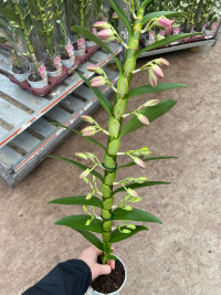 1-tak Dendrobium Nobile Mix 12/30