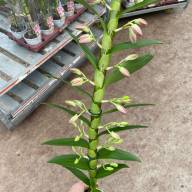 1-tak Dendrobium Nobile Mix 12/30 - IMG-20230811-WA0000