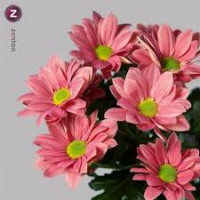 Chr T Grand Cherry X5