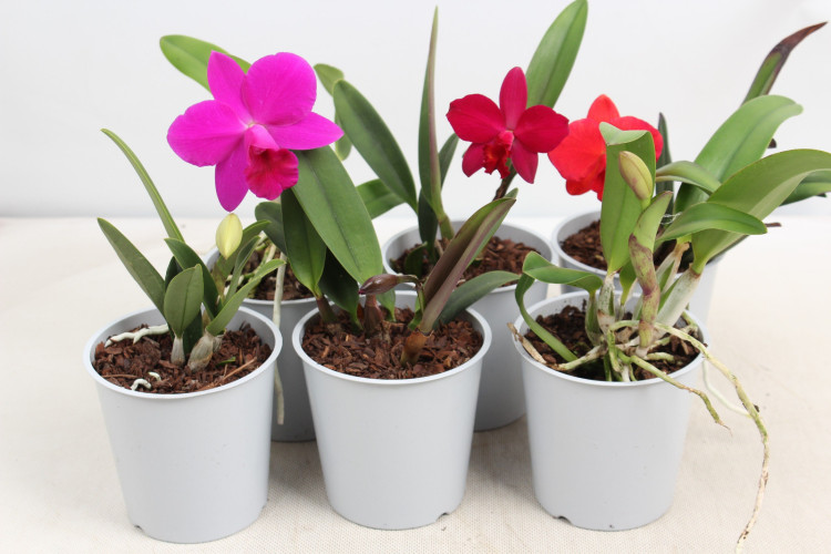 Cattleya Mix 1-tak 12/25