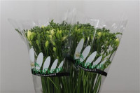 Freesia S Rosario Holland