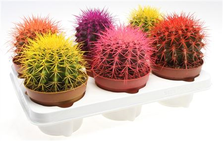 Echinocactus Rainbow Mix 508/10