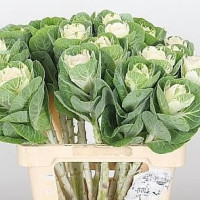 Brassica Crane Ru Red X5