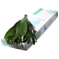 Aspidistra 80 sm