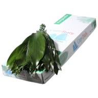 Aspidistra 80 sm - B003912_0015044940_H_1