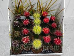 Cactus Gymnocalycium Gem ceramic 10/20