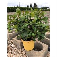 Citrus Lemon 22/90