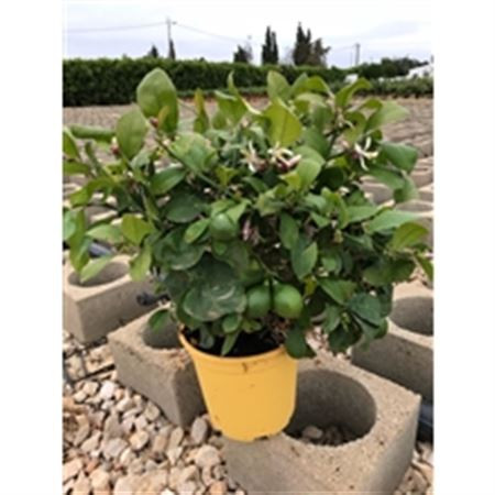 Citrus Lemon 22/90