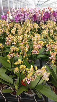 Phal 2-tak Duijn-Hove Yellow Mix 12/65