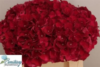 Hydr Z Mag Ruby Red  X5 -50cm