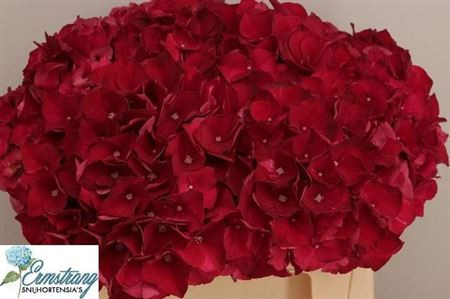 Hydr Z Mag Ruby Red  X5 -50cm