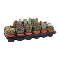 Cactus MIX Rondo 505/8 (5003)