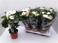 Anth Adios White 17/55