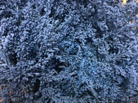 Solidago Ligth Pink 80 sm