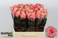 Rose Wild Love 60 sm