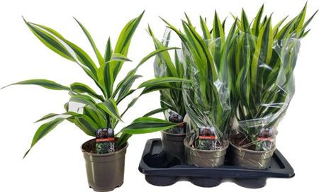 Dracaena De Lemon Lime  17/65
