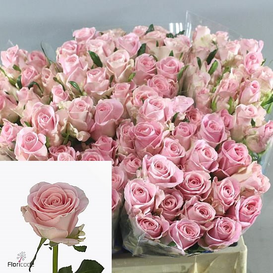 Rose Babyface 40 sm Х10