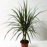 Dracaena Marginata 1pp 12/40 - Dracaena Marginata 1pp 11 30
