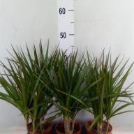 Dracaena Marginata 1pp 12/40 - зображення_viber_2025-03-26_13-53-38-150