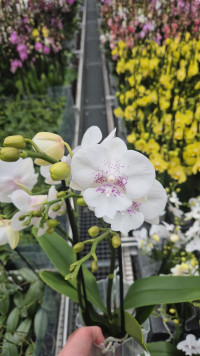 Phal 2-tak Ov White Biglip 12/65