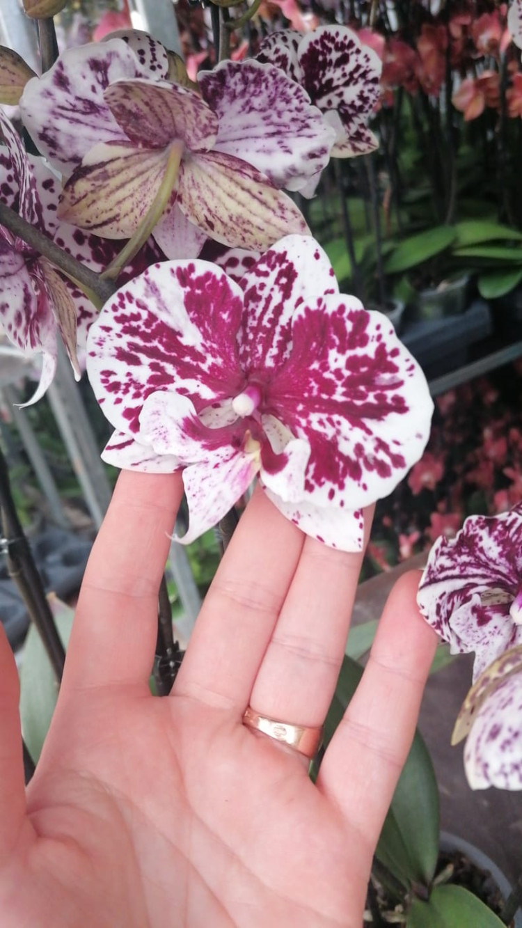 Phal 1-tak Ov SORT 12/65 (2)