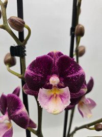 Phal 2-tak Paars Exclusive 12/65