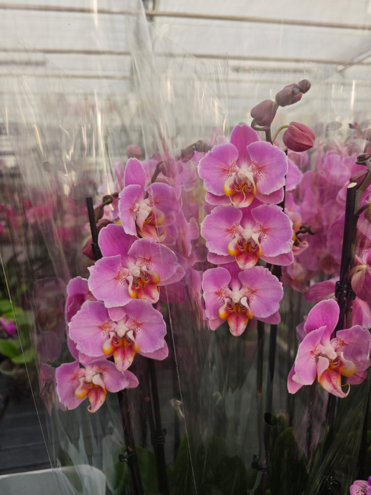 Phal 2-tak Pink Mutant Phalaenova 12/65