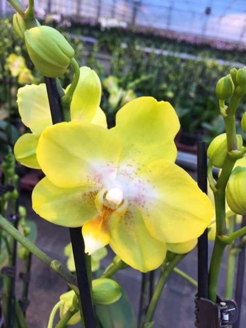 Phal 2/3-tak A2 TerLaak Multi Mix 12/50