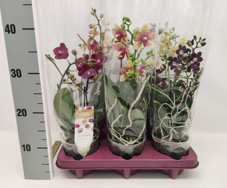 Phal 2-tak Phalaenova Multi Mix  12/40
