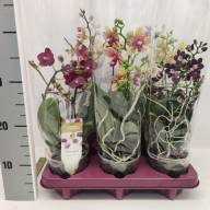 Phal 2-tak Phalaenova Multi Mix  12/40 - IMG-5588055a852d513810b770b8f2b80871-V