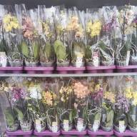 Phal 2-tak Phalaenova Multi Mix  12/40 - IMG-20230719-WA0001