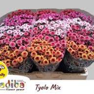 Chr Santini Tyo Mix X5 - images (1)