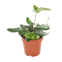 Hemionitis Arifolia 12/20