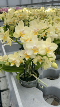 Phal 2/3-tak A2 Sara 7/25