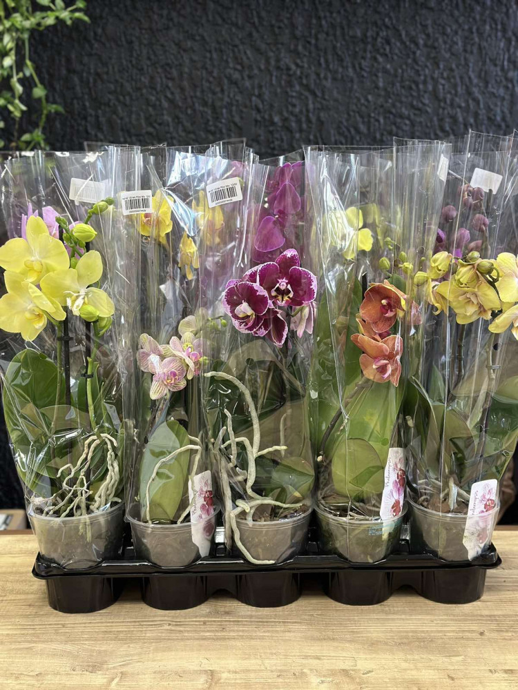 Phal A2 1/2-tak Piko Mix  12/50