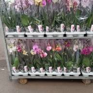 Phal A2 1/2-tak Piko Mix  12/50 - зображення_viber_2025-03-09_16-00-15-851