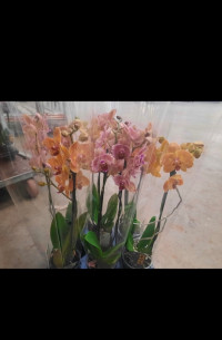 Phal Pink Mutant 12/45