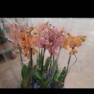 Phal Pink Mutant 12/45 - IMG-c2bfe7d08891c55ccb0b25a7fcf592eb-V