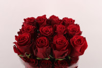 Rose Explorer 50 sm
