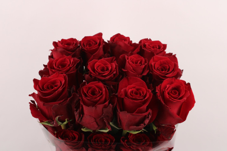 Rose Explorer 50 sm