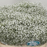 Gypsophila Pa Beauty Bride 80cm 35gr Х25