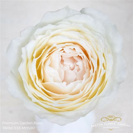 Rose Garden Princess Mlyuki 50 sm