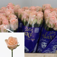 Rose Alina 40 sm Kenia